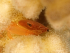 Trapezia lutea