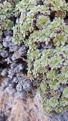 Petrophytum caespitosum caespitosum