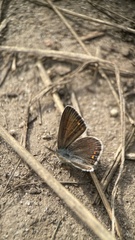 Polyommatus