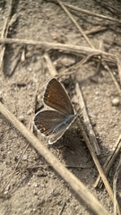 Polyommatus