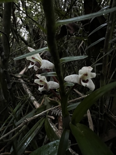 Maxillaria lawrenceana, photograph 4