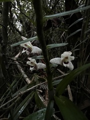 Maxillaria lawrenceana