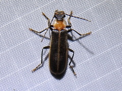 Podabrus flavicollis