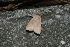 Mythimna congrua