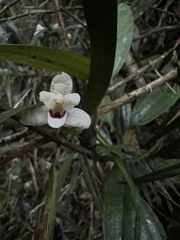 Maxillaria lawrenceana