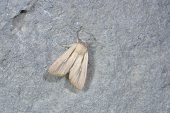 Mythimna prominens