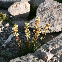 Pedicularis contorta