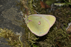 Colias gigantea