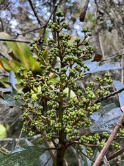 Oreopanax discolor