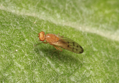 Opomyza florum