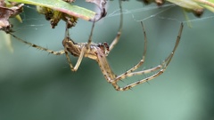 Araneae