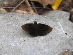 Bolla clytius