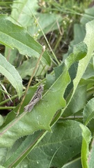 Glyptobothrus