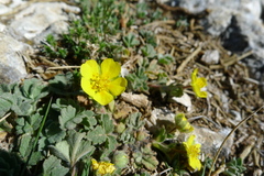 Potentilla cinerea