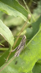Glyptobothrus