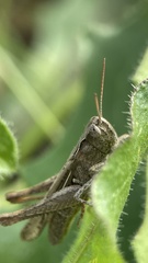 Glyptobothrus