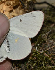 Colias gigantea