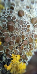 Lecanora argentata