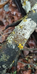 Lecanora argentata