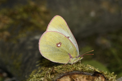 Colias gigantea