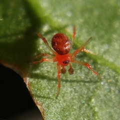 Ruborridion musivum
