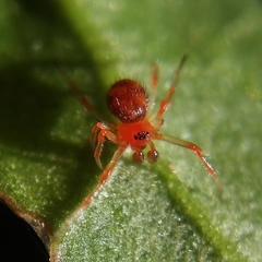 Ruborridion musivum