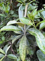 Llerasia lindenii