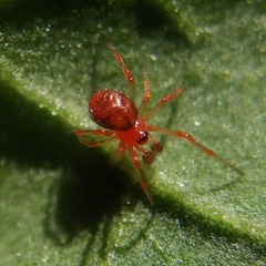 Ruborridion musivum