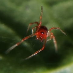Ruborridion musivum