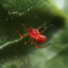 Ruborridion musivum