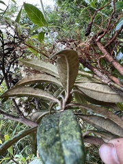 Llerasia lindenii