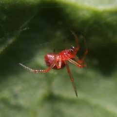 Ruborridion musivum