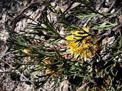 Isopogon prostratus
