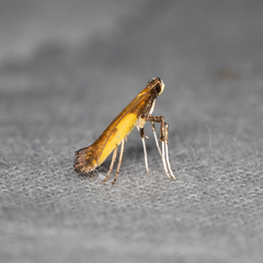Caloptilia azaleella
