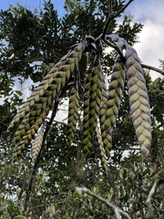 Tillandsia clavigera