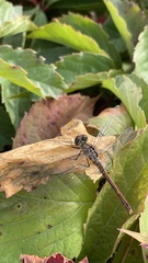 Sympetrum sanguineum