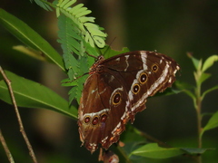 Morpho helenor achillaena