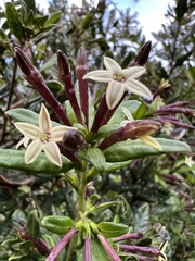 Cestrum buxifolium