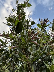 Cestrum buxifolium