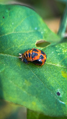 Harmonia axyridis