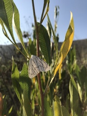 Neuromelia selectata