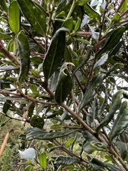 Cestrum buxifolium
