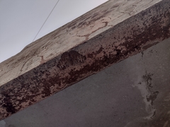 Hamadryas glauconome