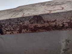 Hamadryas glauconome