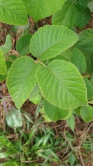 Rubus urticifolius