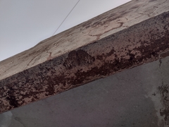 Hamadryas glauconome