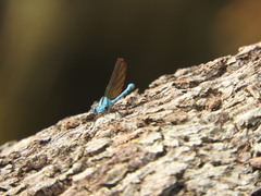 Argia westfalli
