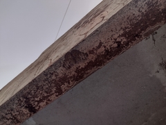 Hamadryas glauconome