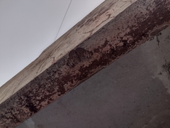 Hamadryas glauconome