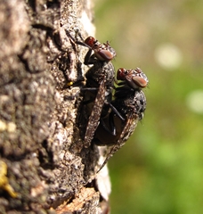 Platystoma seminationis